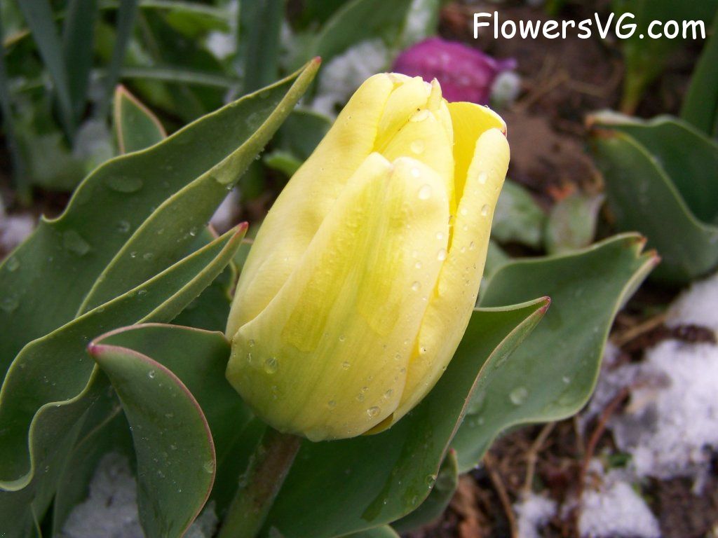 tulip flower Photo abflowers7547.jpg