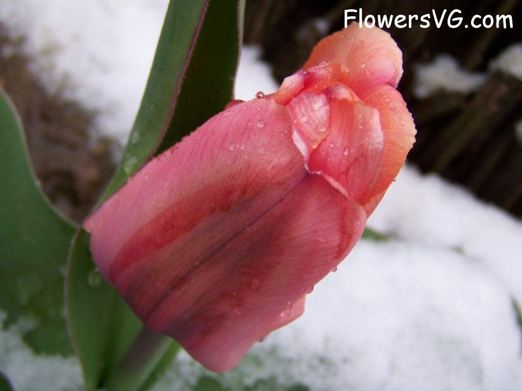 tulip flower Photo abflowers7551.jpg