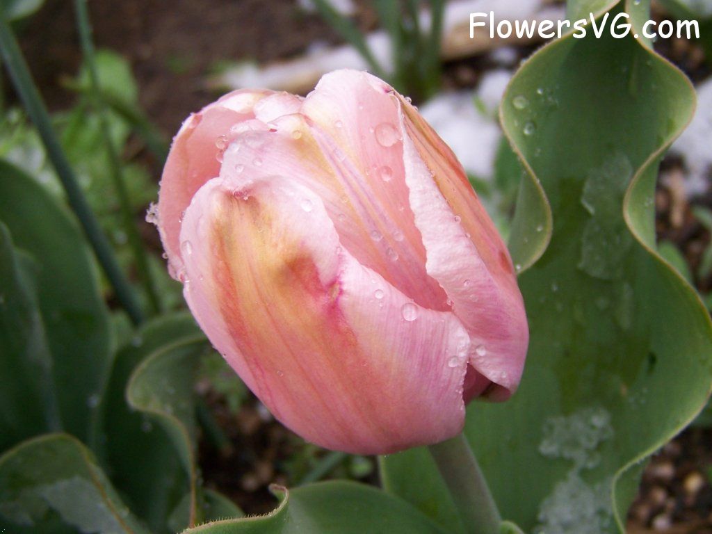 tulip flower Photo abflowers7552.jpg