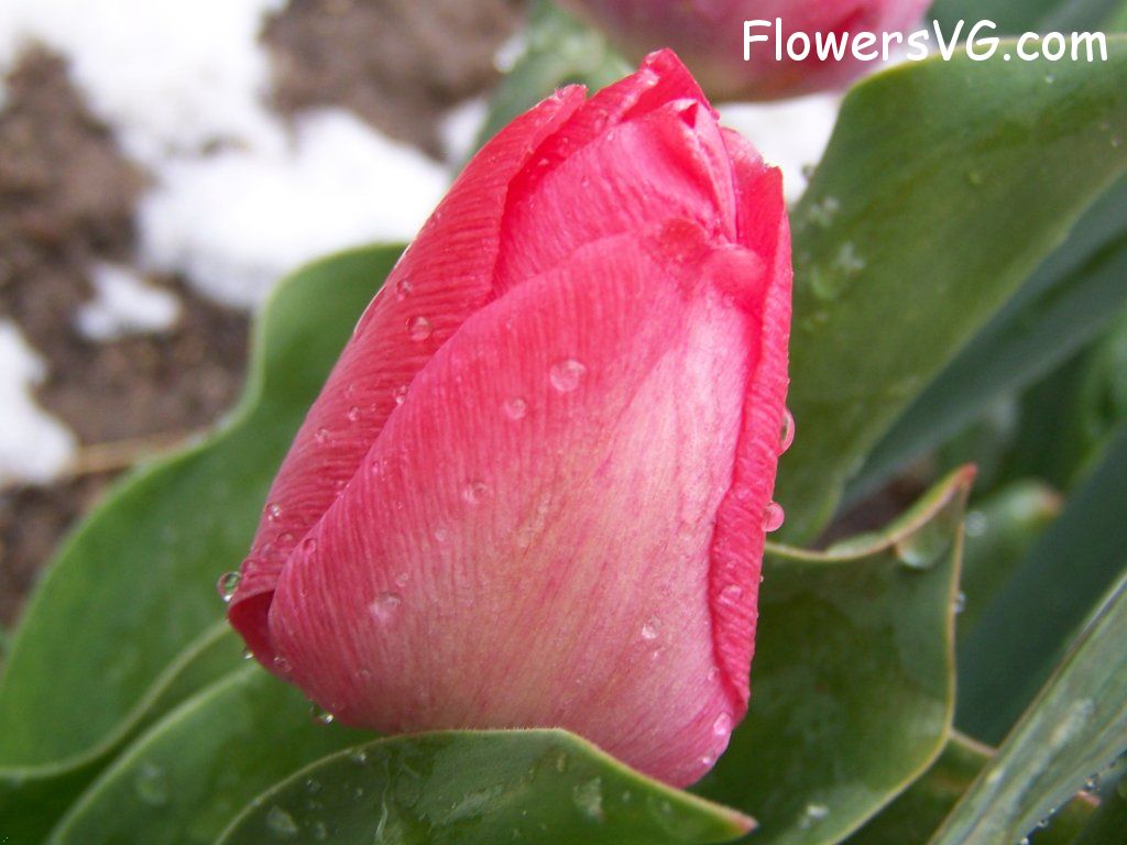 tulip flower Photo abflowers7556.jpg