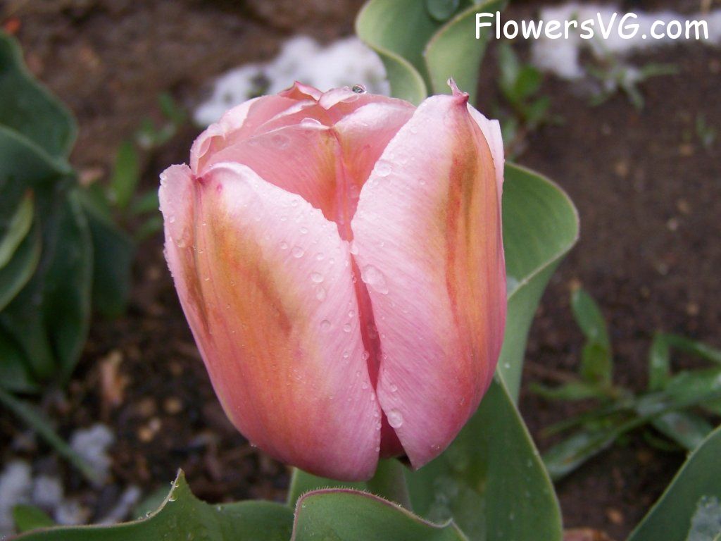 tulip flower Photo abflowers7558.jpg