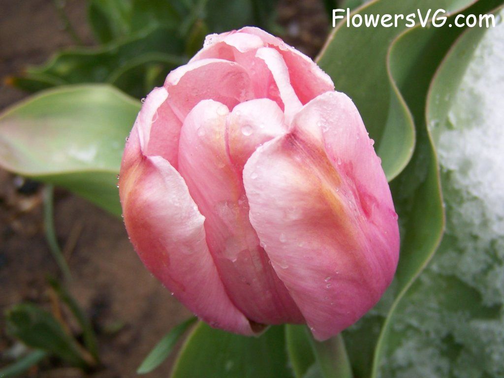 tulip flower Photo abflowers7560.jpg