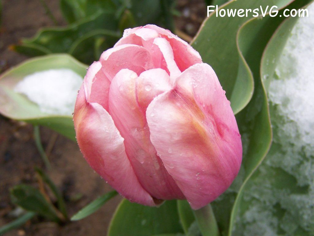 tulip flower Photo abflowers7561.jpg