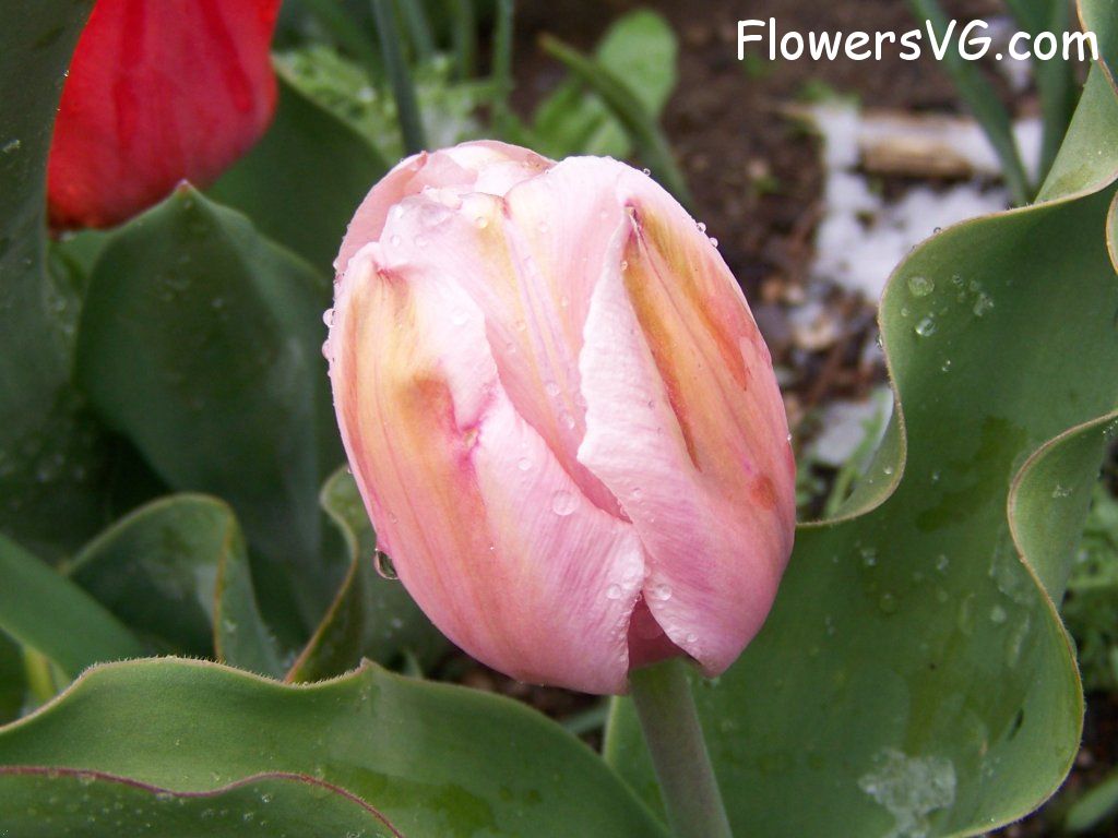 tulip flower Photo abflowers7565.jpg