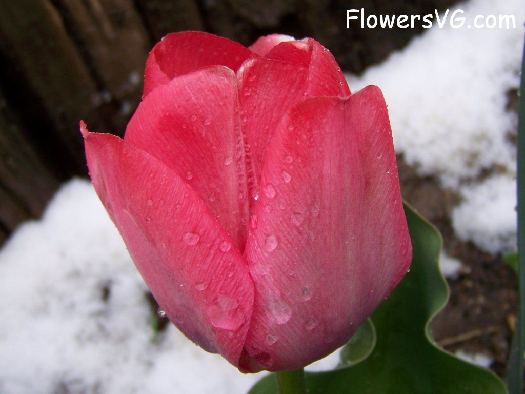 tulip flower Photo abflowers7566.jpg