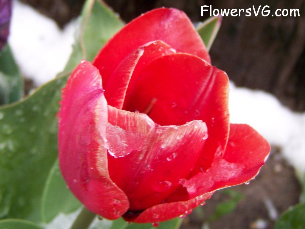 tulip flower Photo abflowers7568.jpg