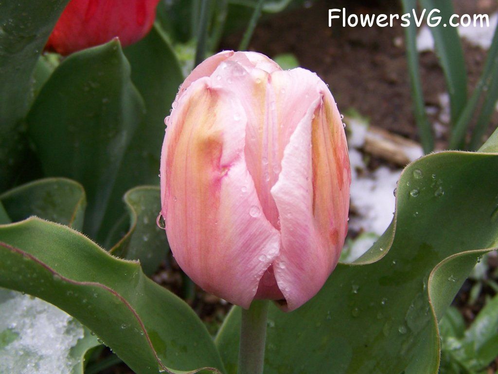 tulip flower Photo abflowers7574.jpg