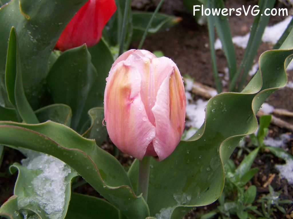 tulip flower Photo abflowers7575.jpg