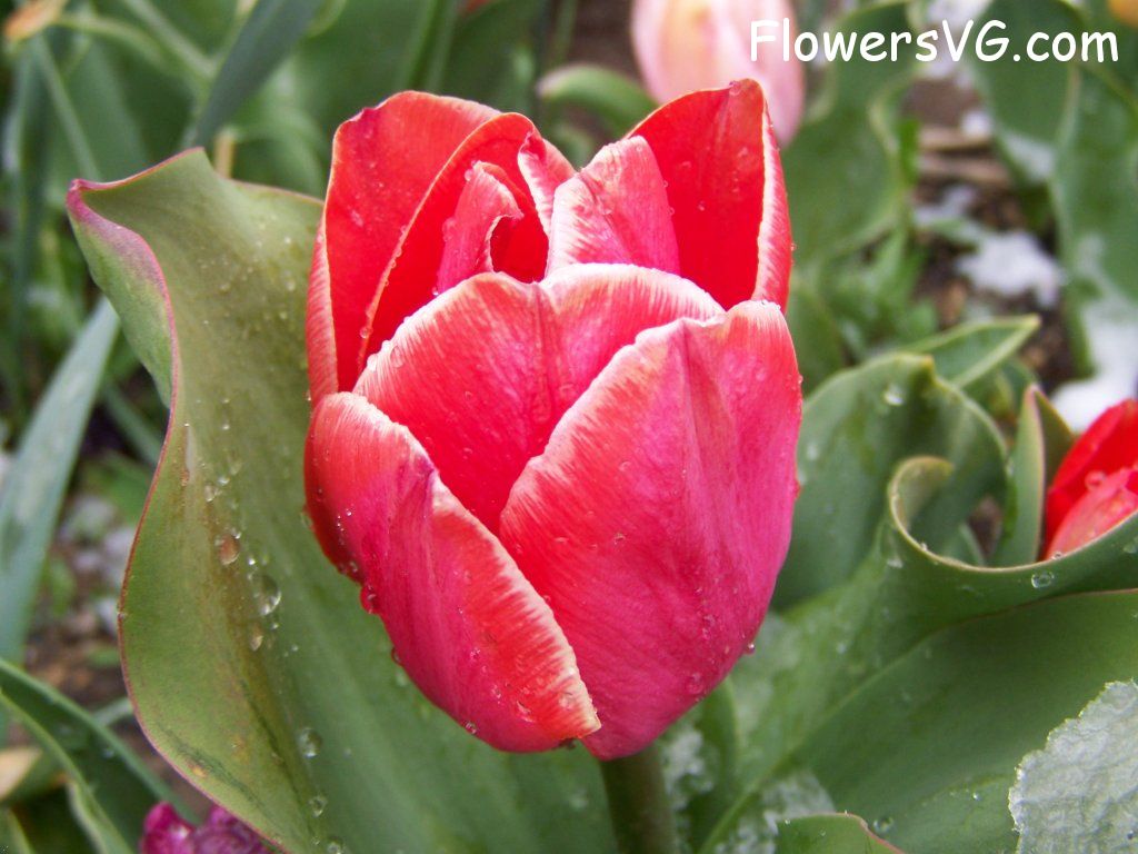 tulip flower Photo abflowers7576.jpg