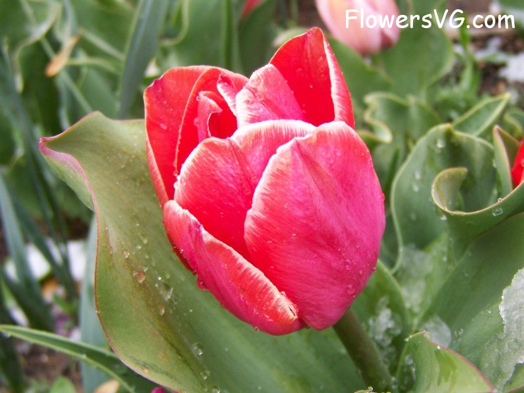 tulip flower Photo abflowers7577.jpg