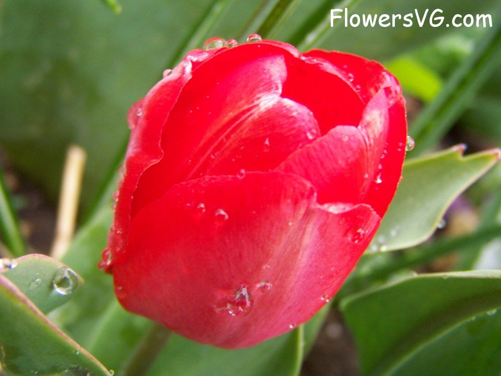 tulip flower Photo abflowers7583.jpg