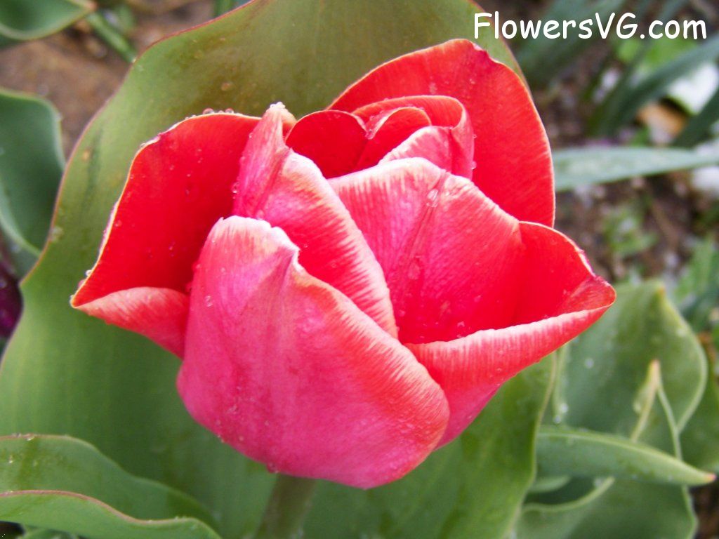 tulip flower Photo abflowers7588.jpg