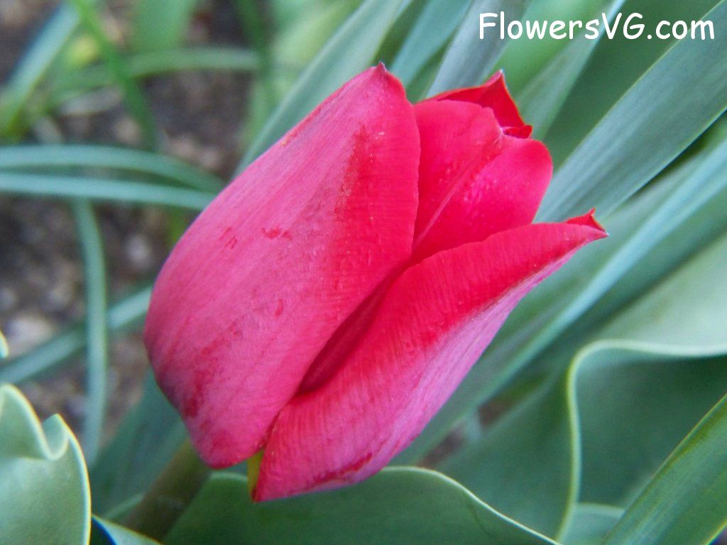 tulip flower Photo abflowers7598.jpg