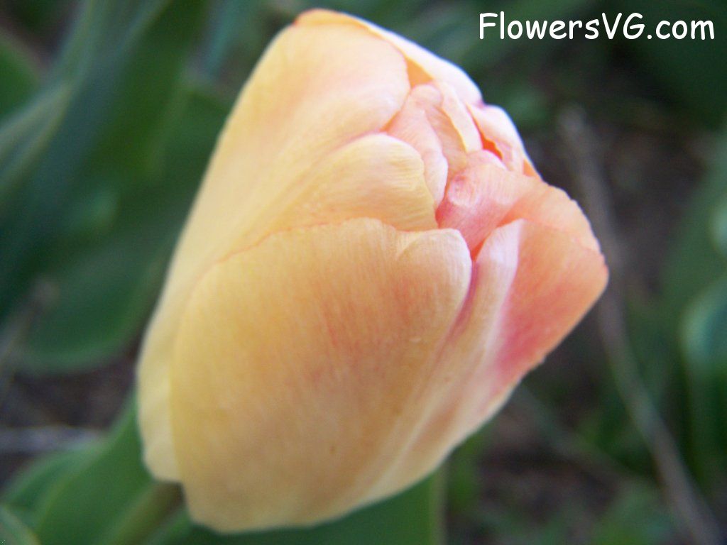 tulip flower Photo abflowers7599.jpg