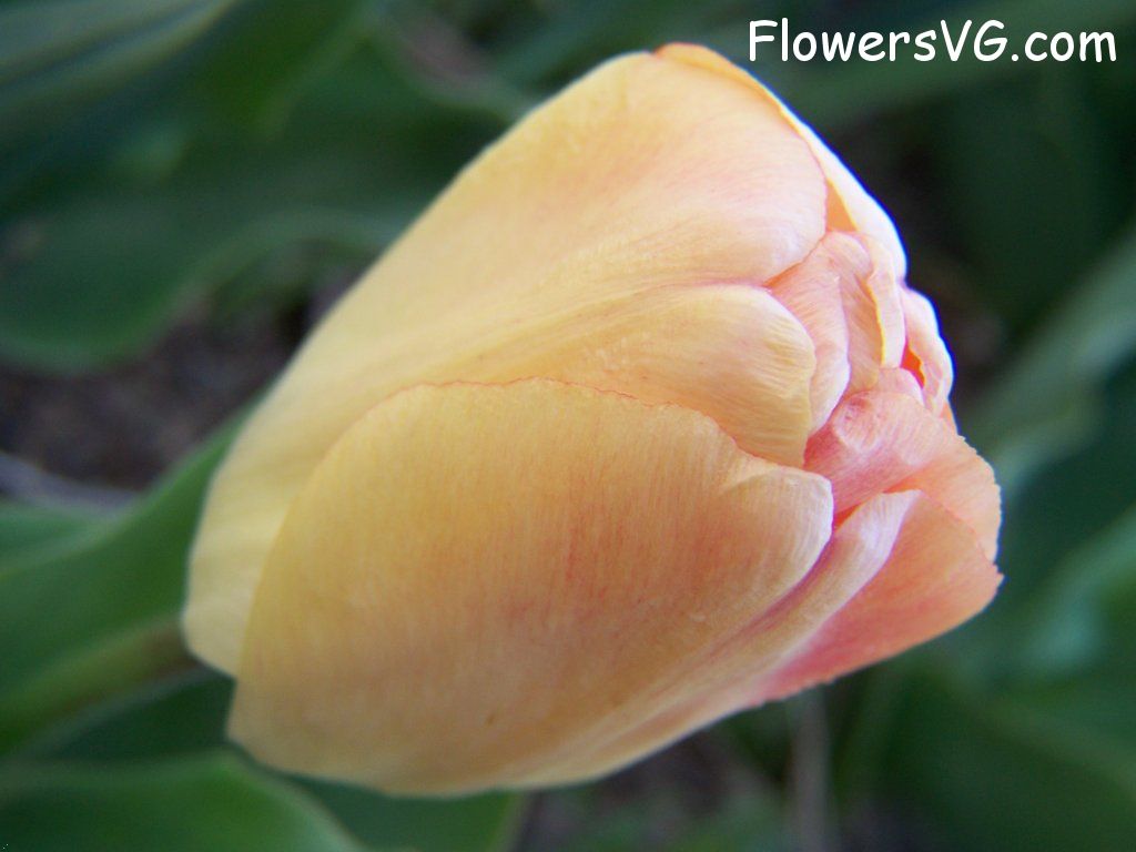 tulip flower Photo abflowers7600.jpg