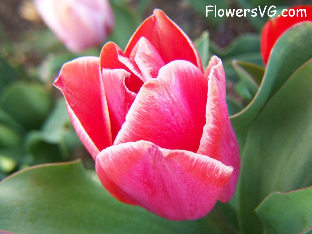 tulip flower Photo abflowers7603.jpg