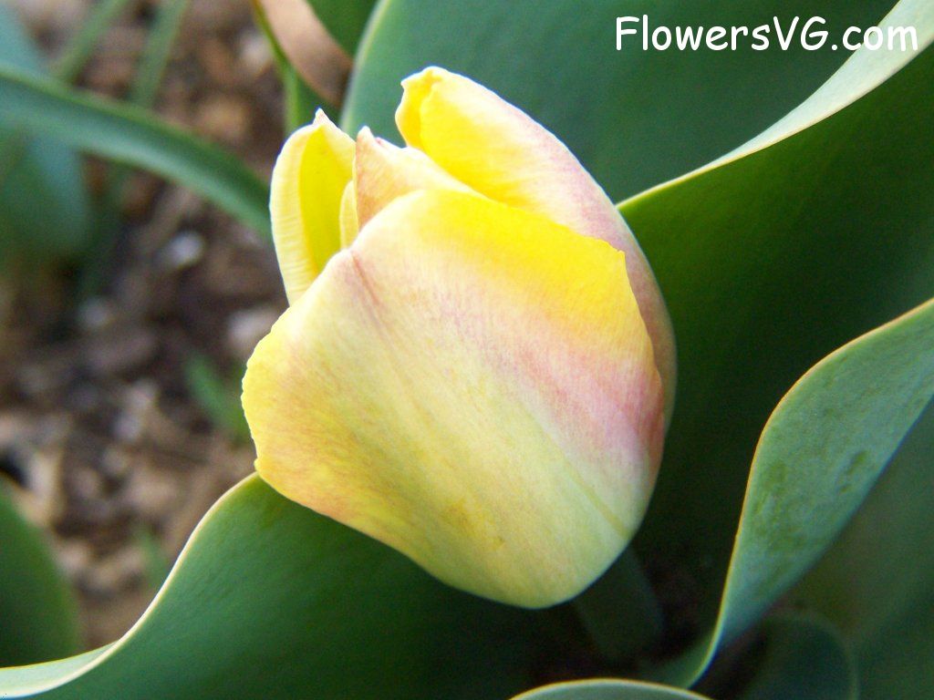 tulip flower Photo abflowers7605.jpg