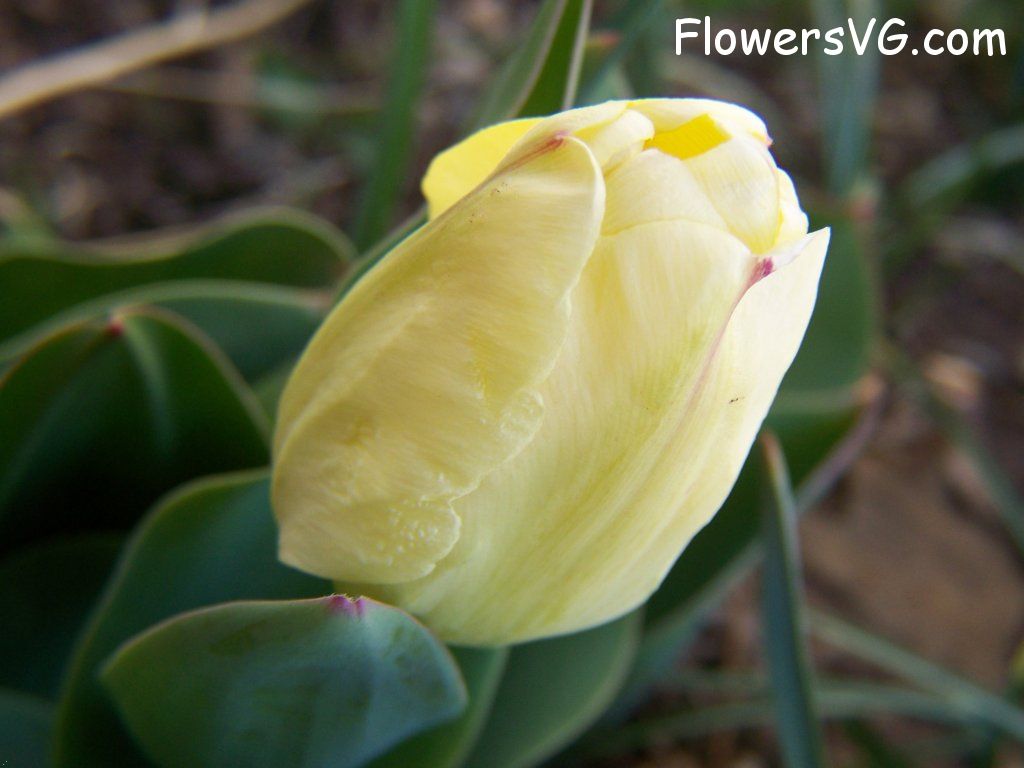 tulip flower Photo abflowers7608.jpg