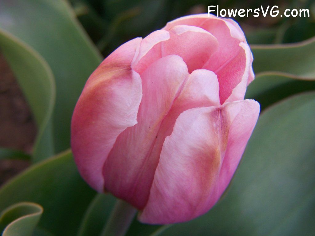 tulip flower Photo abflowers7610.jpg