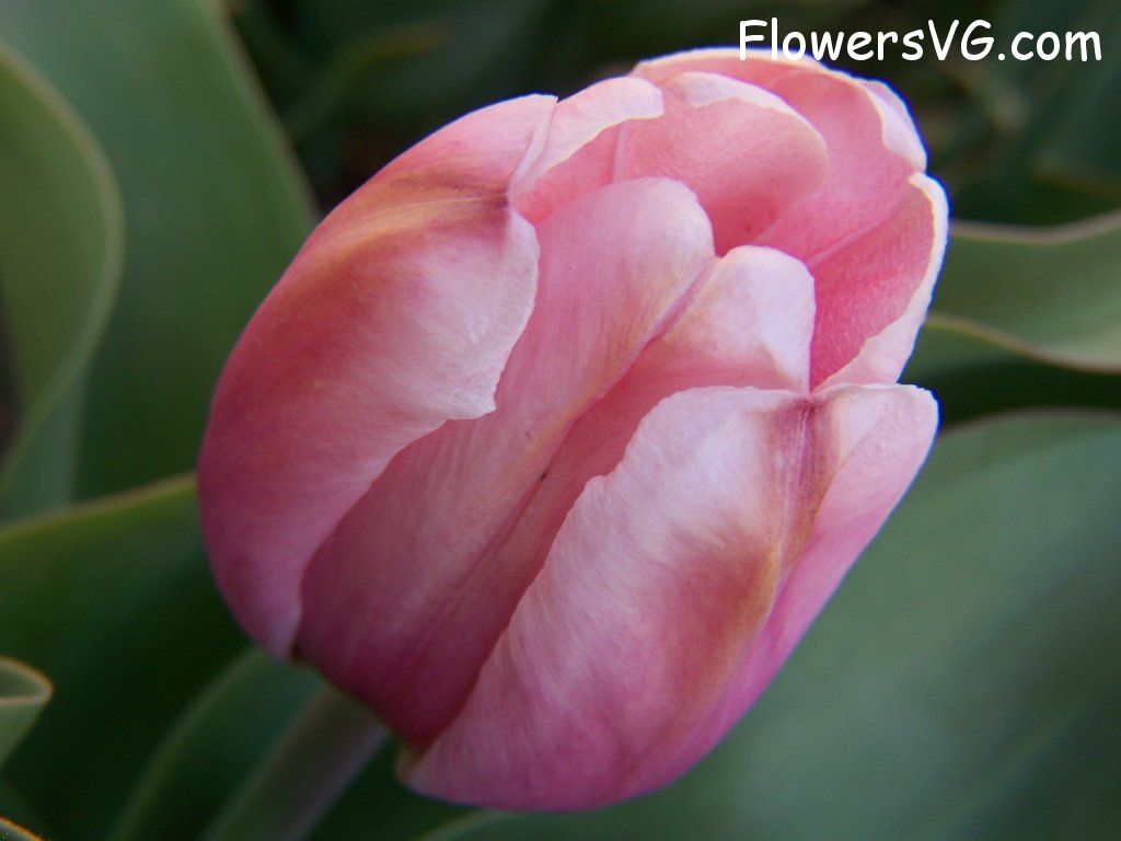 tulip flower Photo abflowers7611.jpg
