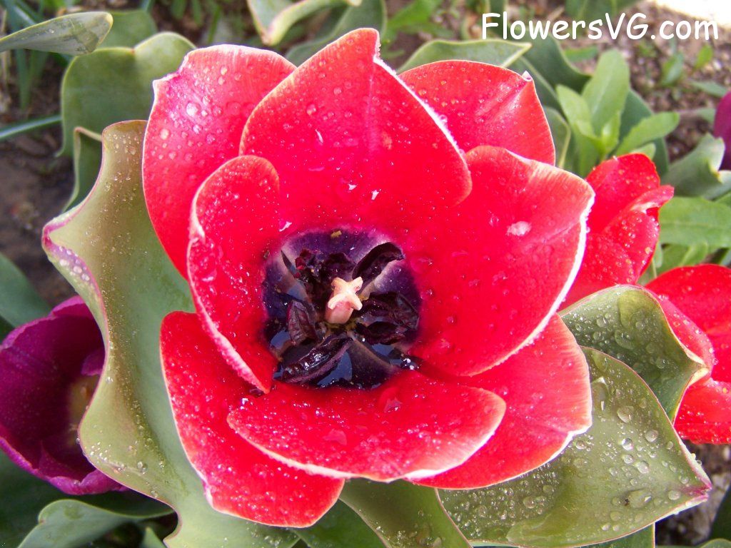 tulip flower Photo abflowers7613.jpg