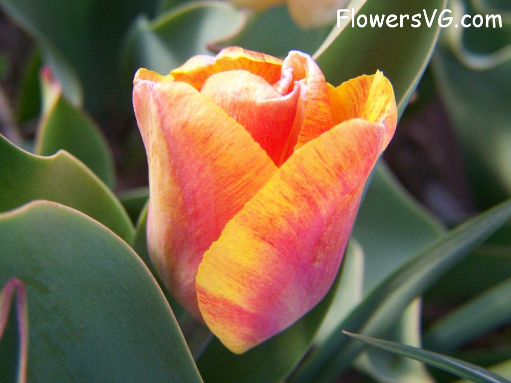 tulip flower Photo abflowers7619.jpg