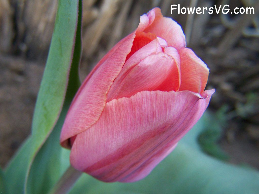 tulip flower Photo abflowers7620.jpg