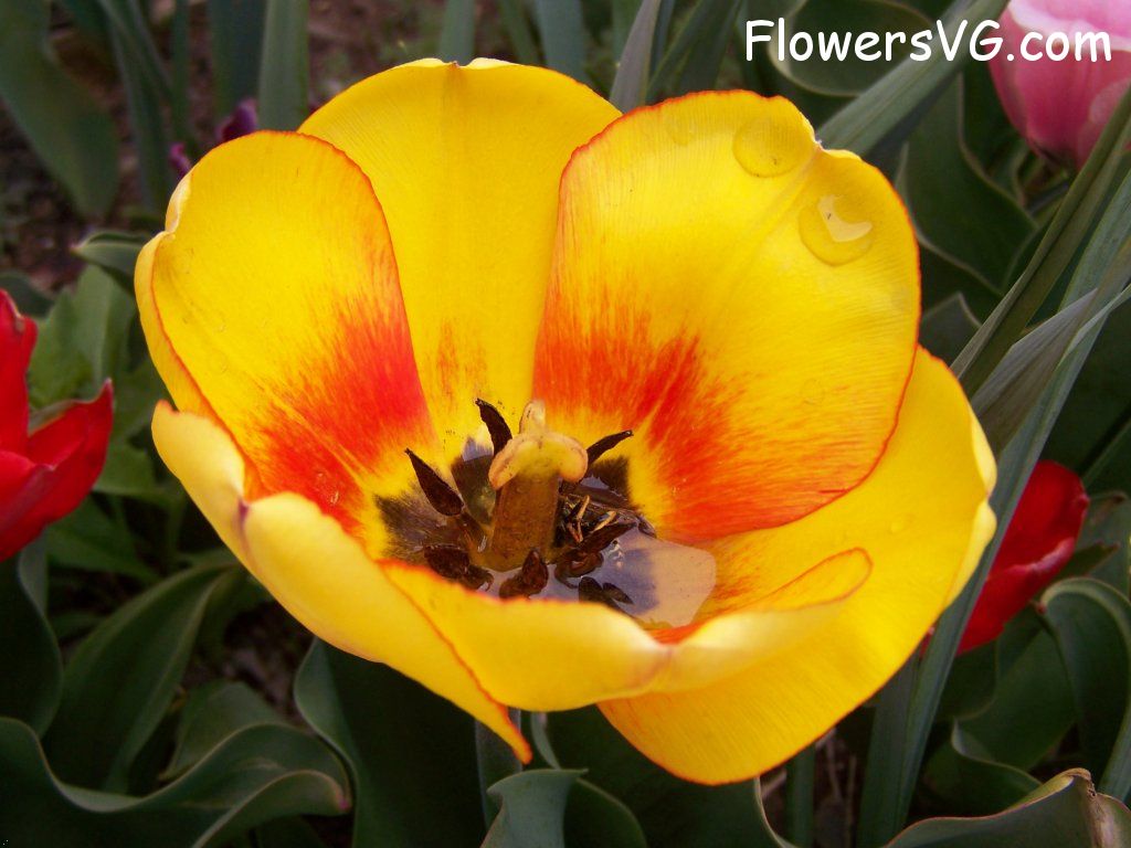 tulip flower Photo abflowers7623.jpg