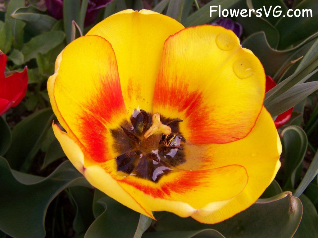tulip flower Photo abflowers7624.jpg