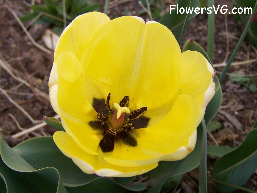 tulip flower Photo abflowers7628.jpg