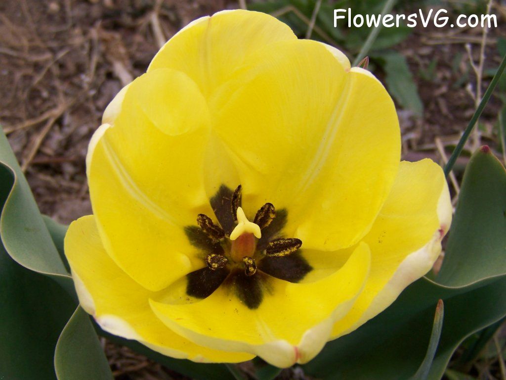 tulip flower Photo abflowers7629.jpg