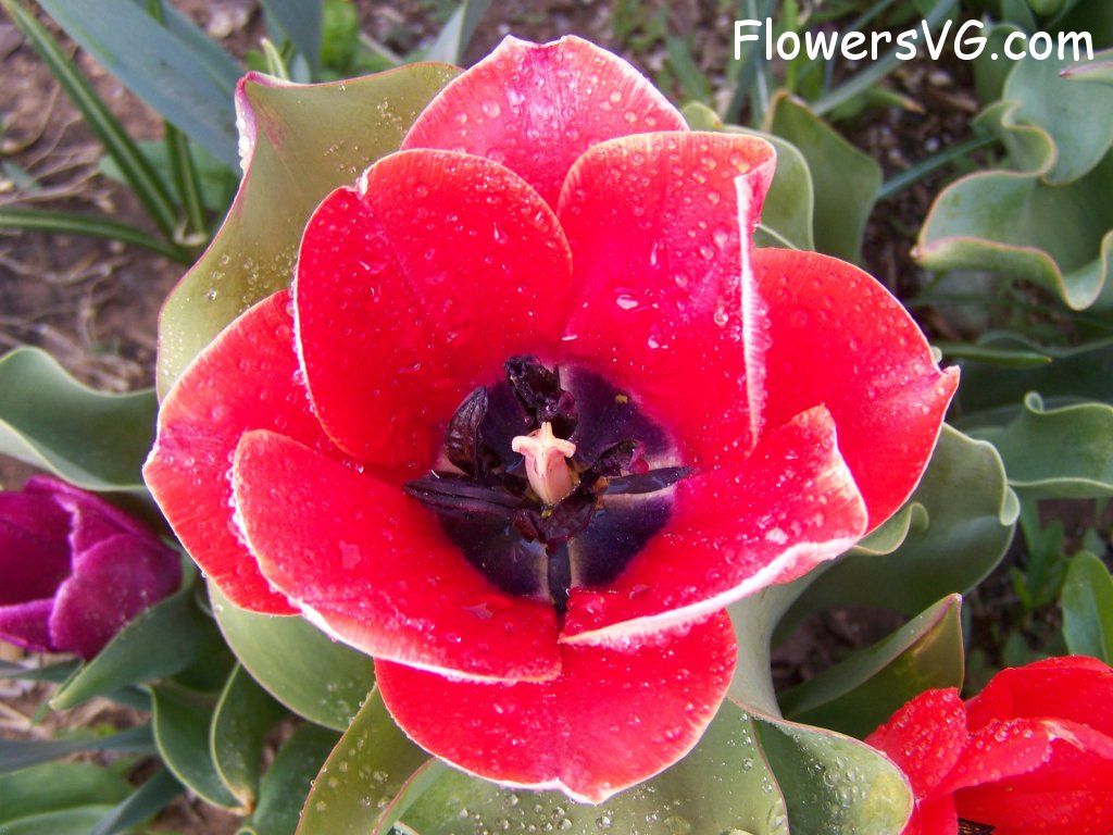 tulip flower Photo abflowers7630.jpg