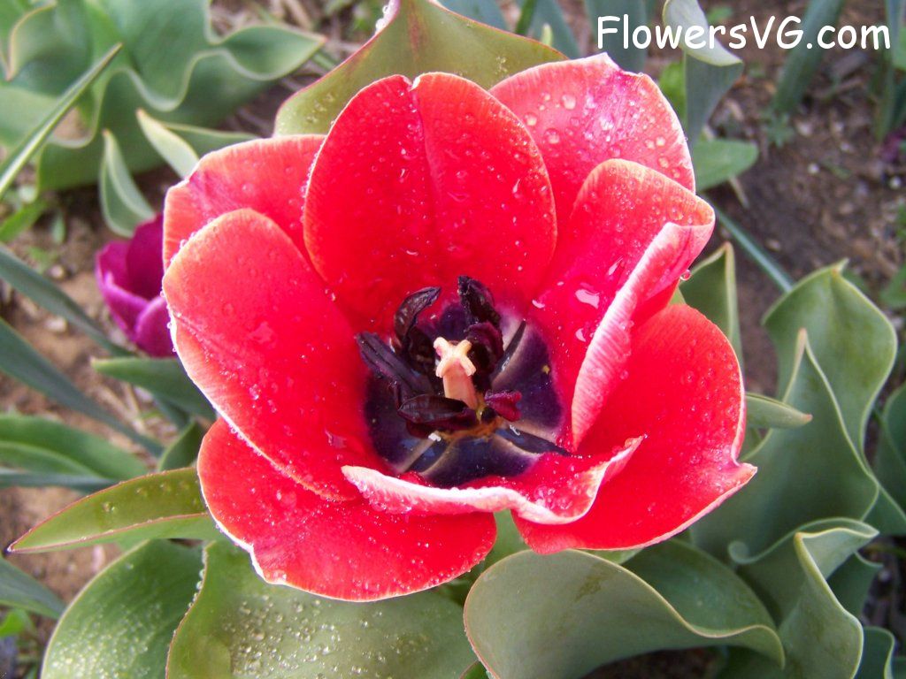 tulip flower Photo abflowers7631.jpg