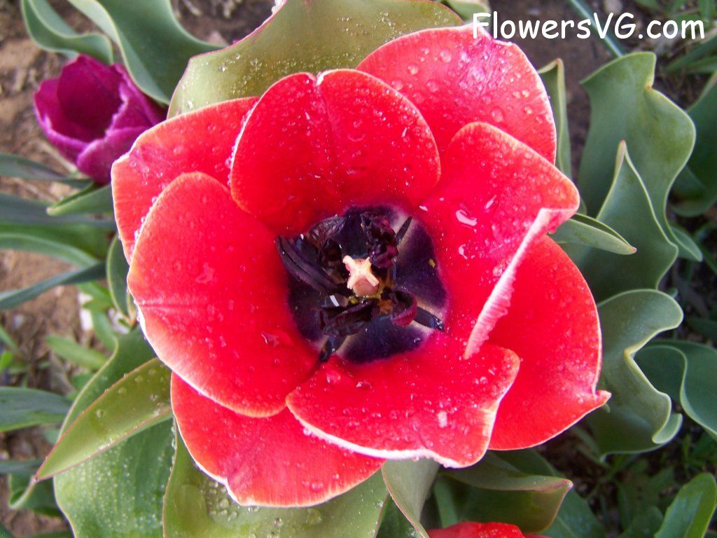 tulip flower Photo abflowers7632.jpg