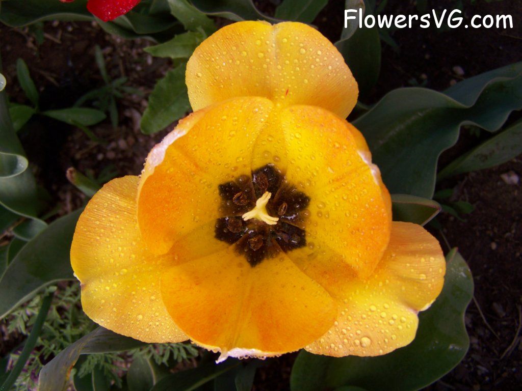 tulip flower Photo abflowers7634.jpg