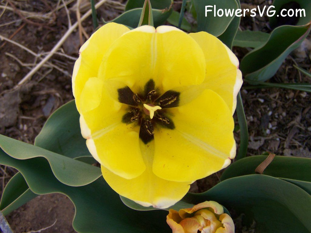 tulip flower Photo abflowers7637.jpg