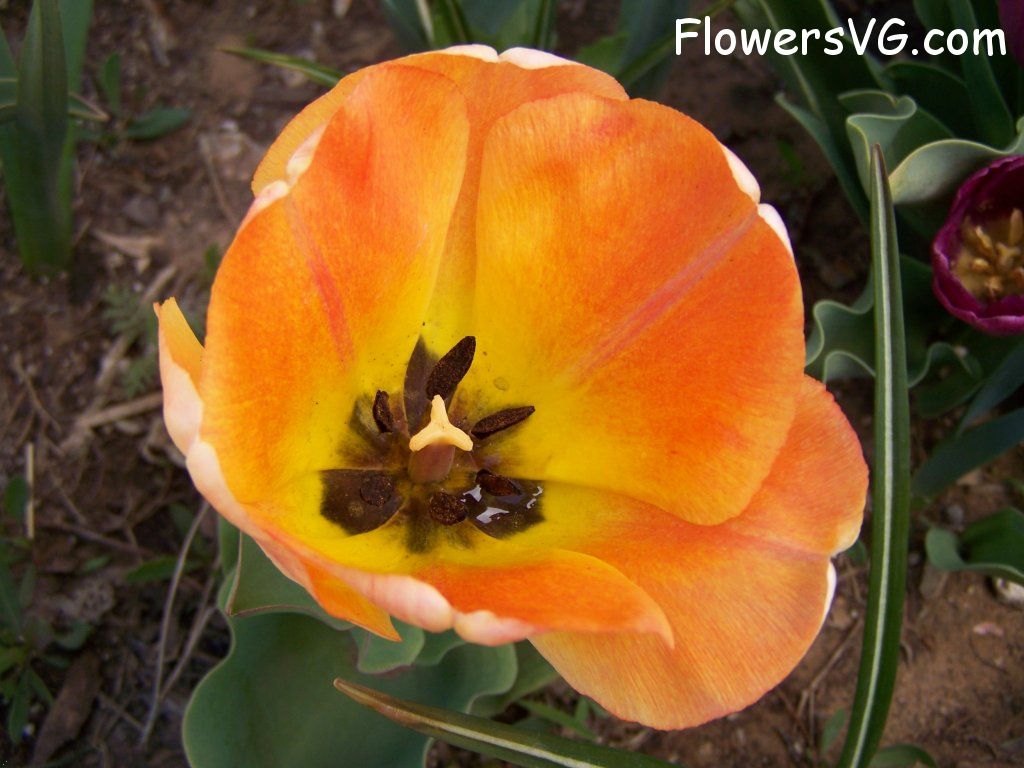tulip flower Photo abflowers7642.jpg