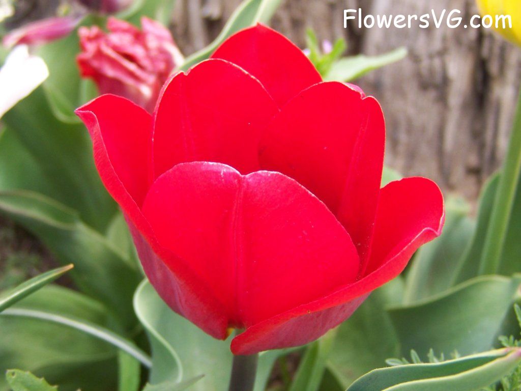 tulip flower Photo abflowers7662.jpg