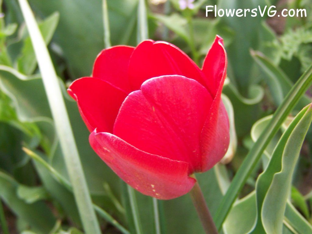 tulip flower Photo abflowers7663.jpg