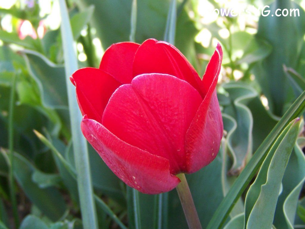 tulip flower Photo abflowers7667.jpg