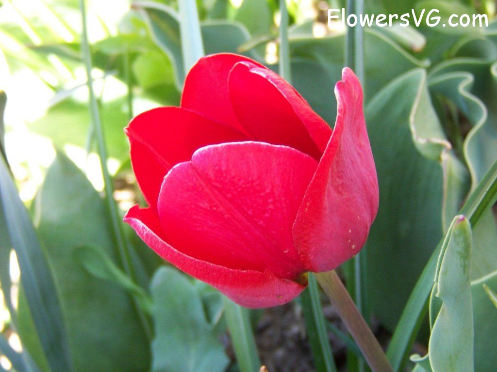 tulip flower Photo abflowers7668.jpg