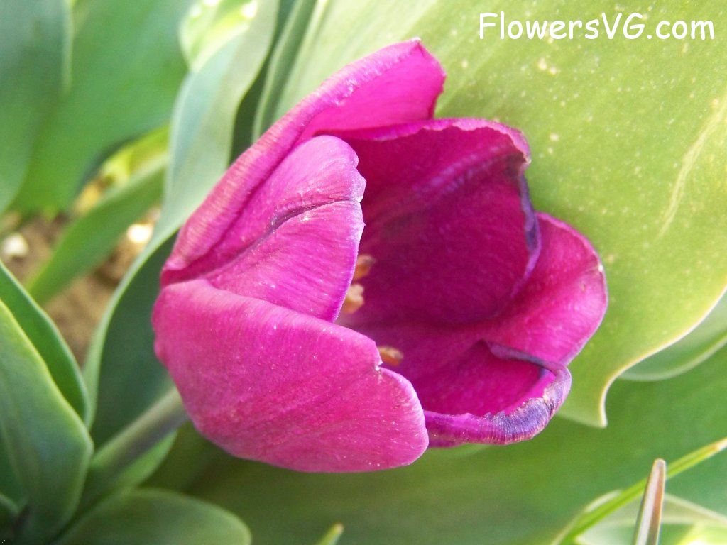 tulip flower Photo abflowers7669.jpg