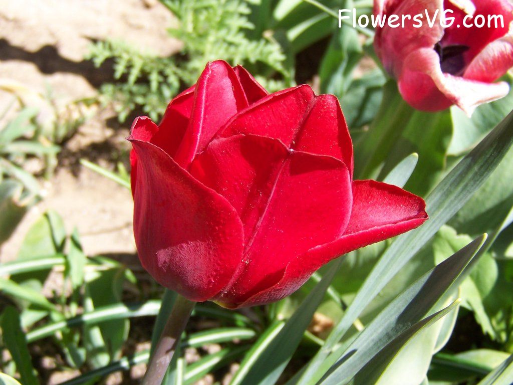 tulip flower Photo abflowers7670.jpg