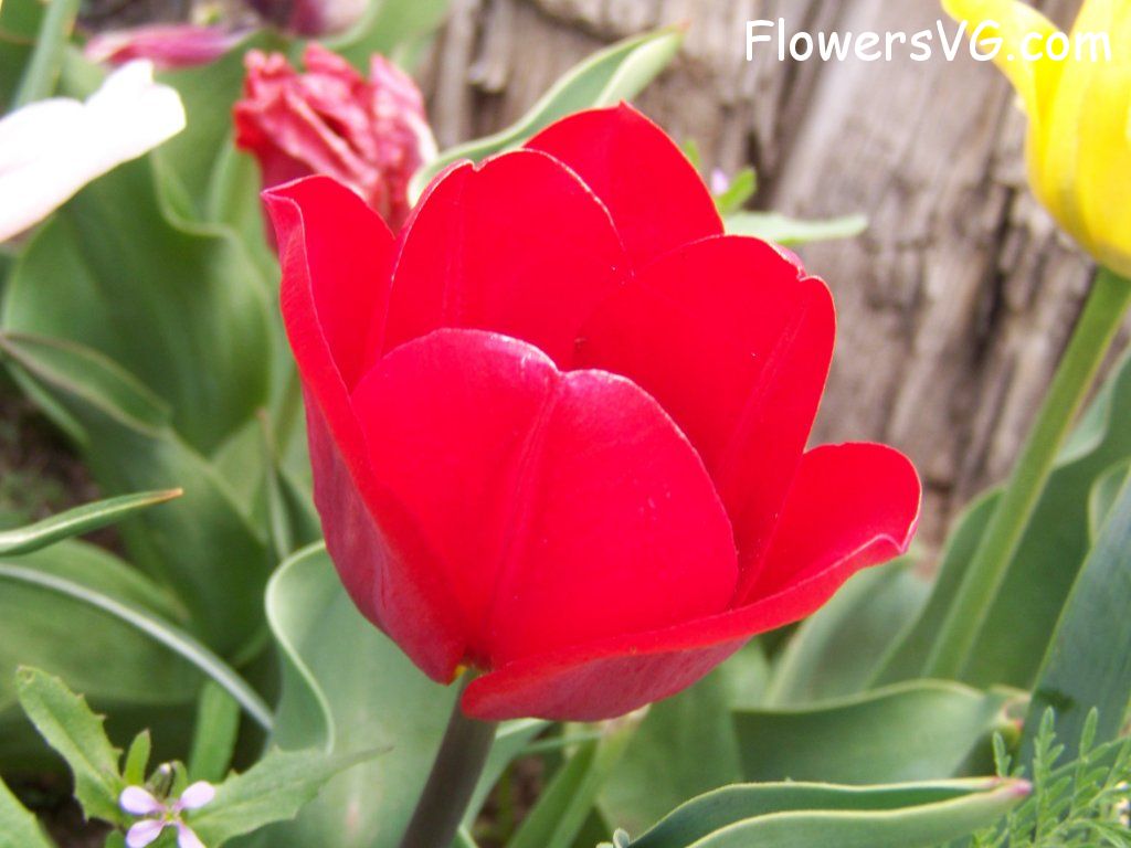 tulip flower Photo abflowers7671.jpg
