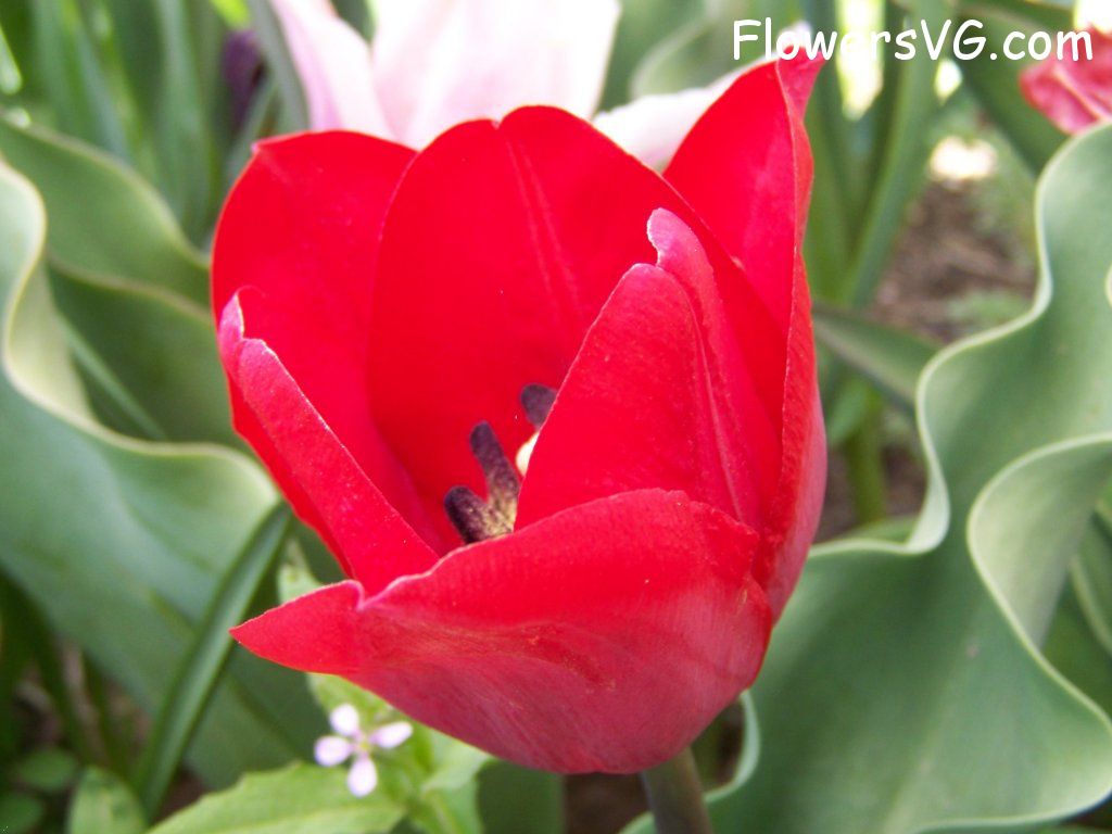 tulip flower Photo abflowers7672.jpg