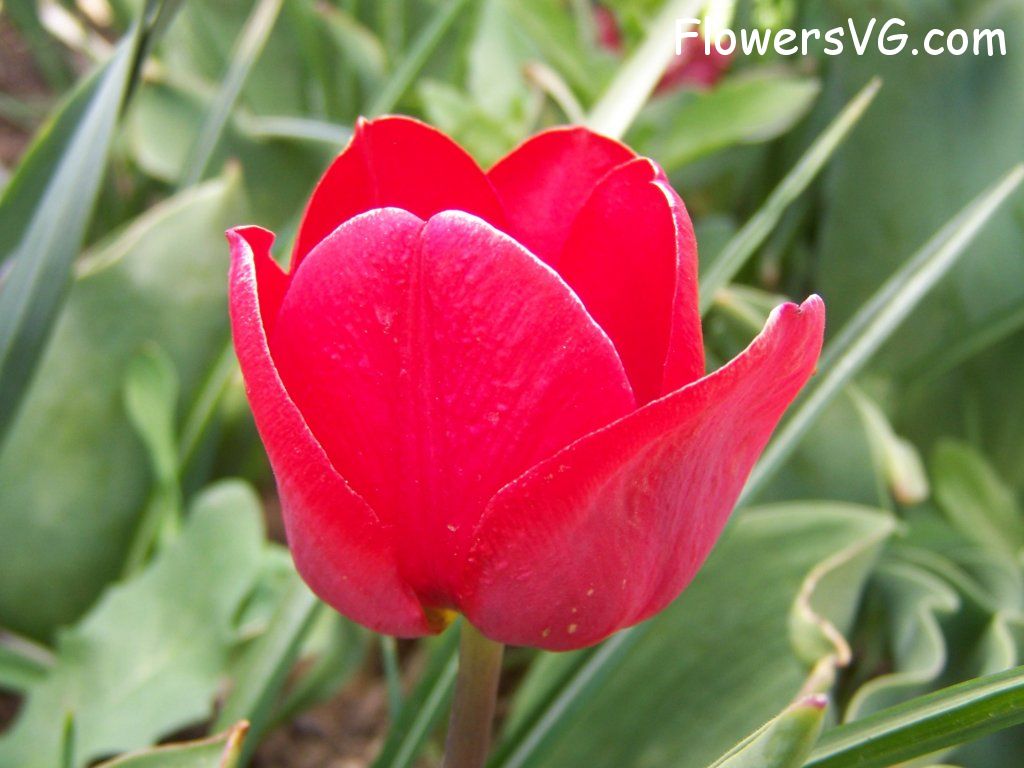 tulip flower Photo abflowers7673.jpg