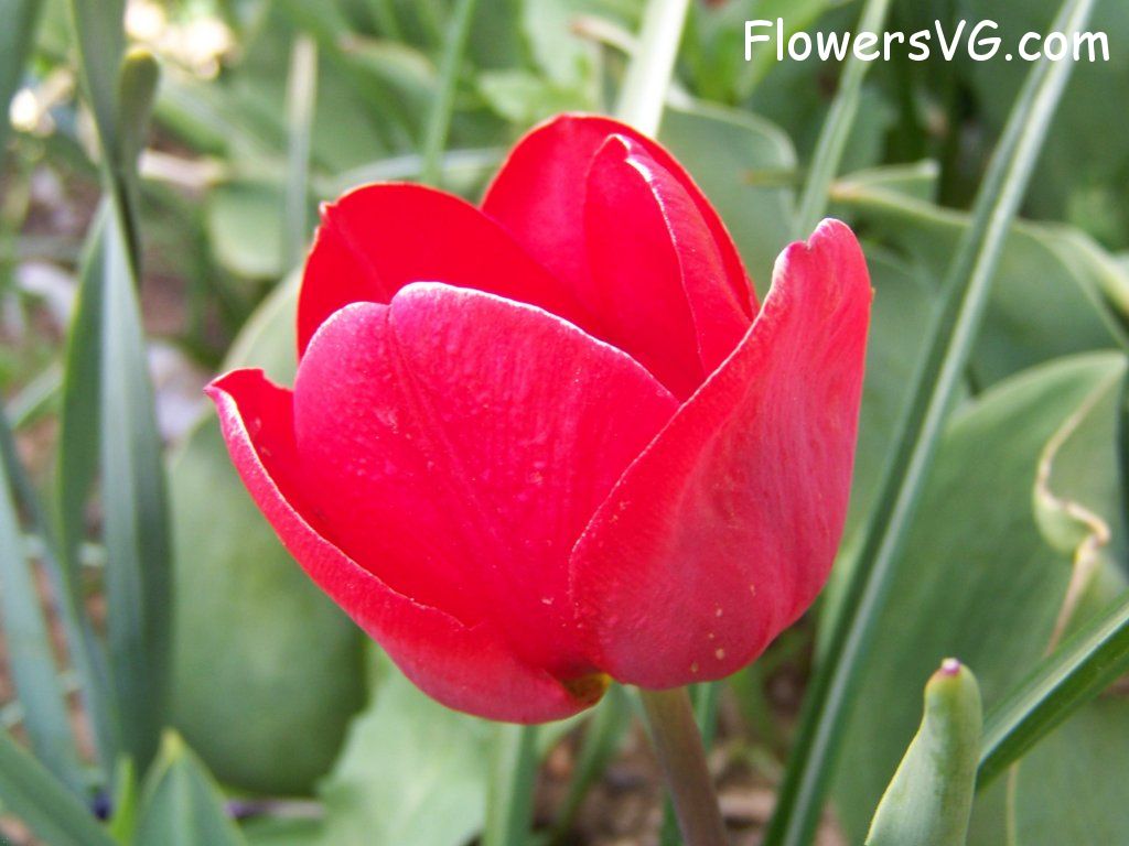 tulip flower Photo abflowers7674.jpg