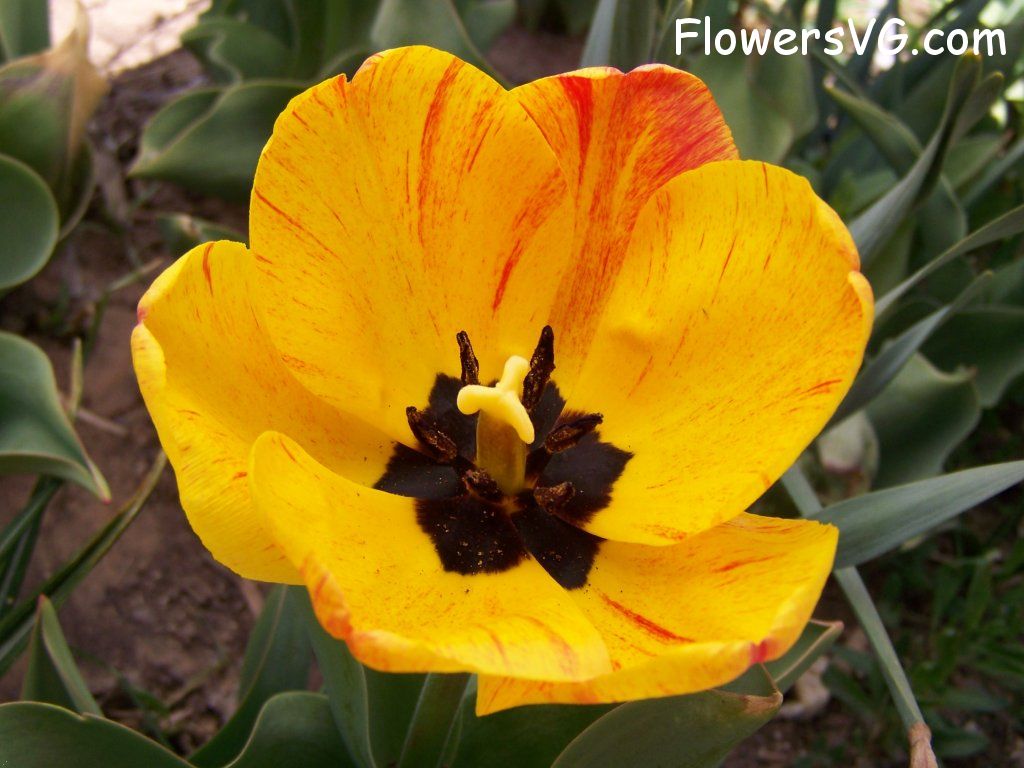 tulip flower Photo abflowers7676.jpg