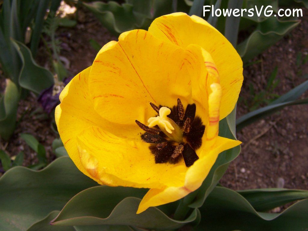 tulip flower Photo abflowers7677.jpg
