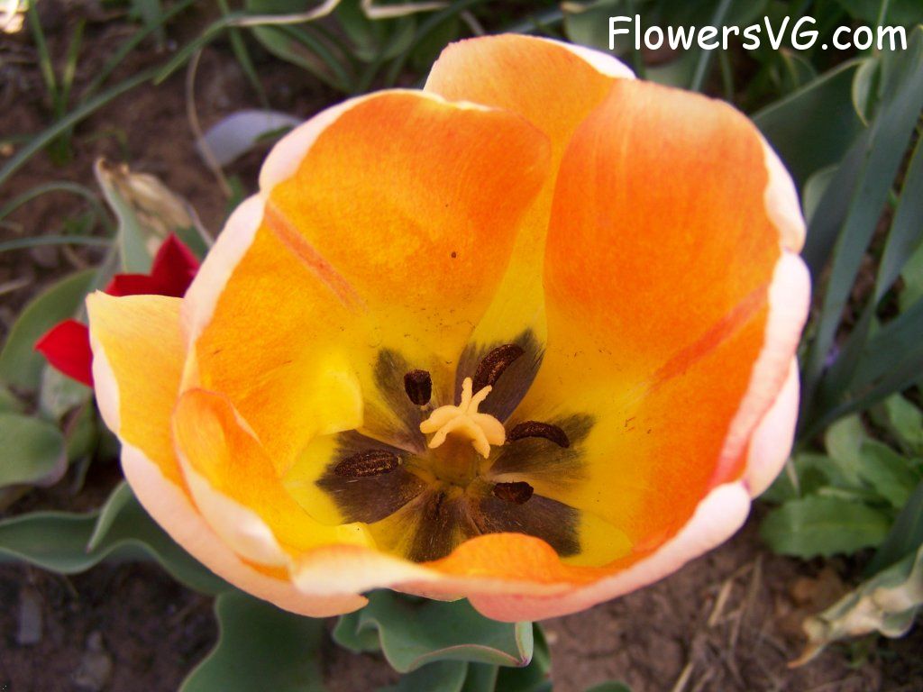 tulip flower Photo abflowers7678.jpg